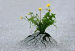 11282885-planten-opkomende-door-keihard-asfalt-illustreert-de-kracht-van-de-natuur-en-fantastische-prestaties